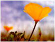 poppy1_small.jpg - 15404 Bytes